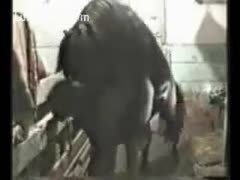 Obtaining priceless satisfaction from horses